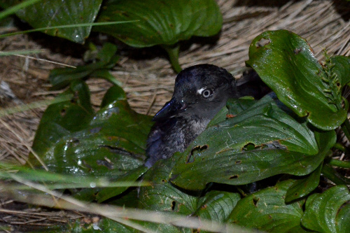 Cassin's Auklet, Katie Studholme