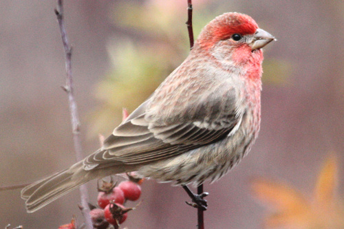 House Finch, Chris Charlesworth