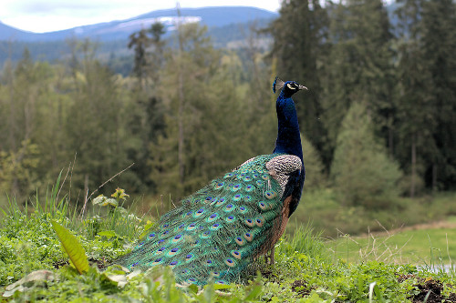 Paon bleu, Toad Hollow Photography
