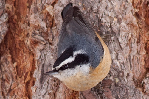 Red-breasted Nuthatch, Alan Burger