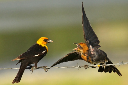 Yellow-headed Blackbird, Marcia Mason